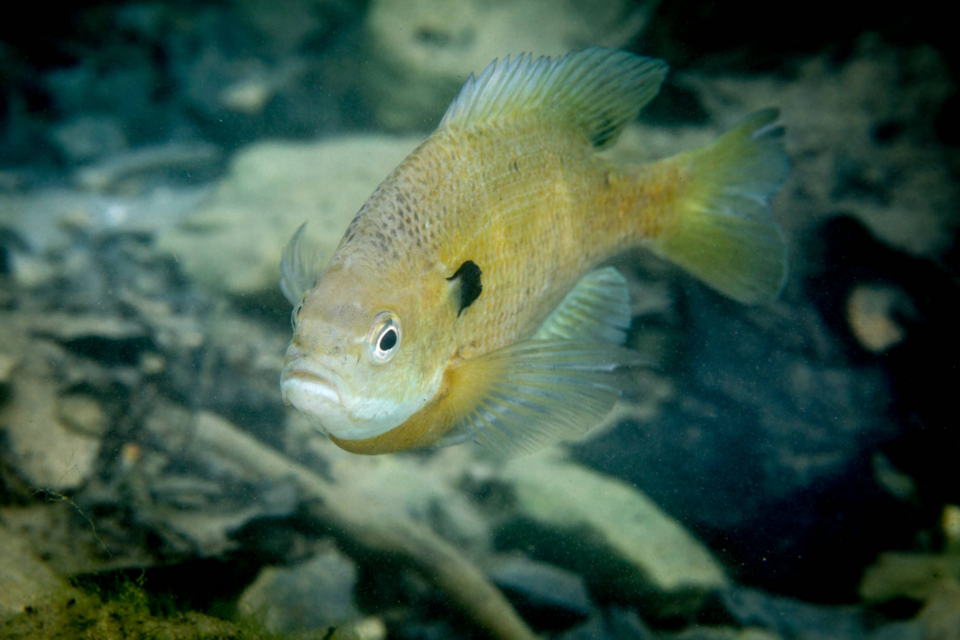 Illustration of a bluegill.