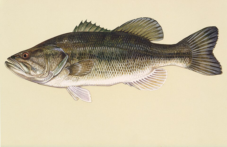 Illustration of a largemouth bass.