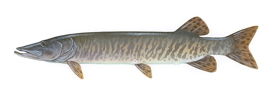 Illustration of a muskellunge.