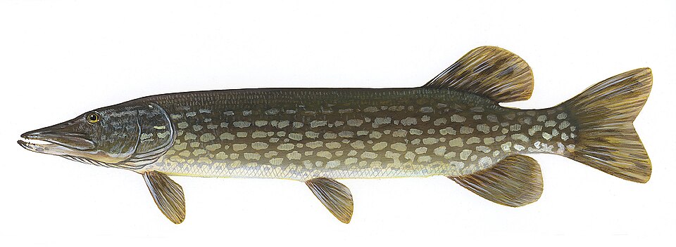 Illustration of a northern pike.
