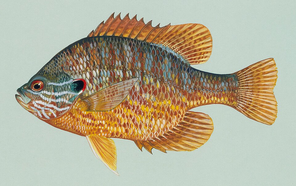 Illustration of a pumpkinseed.