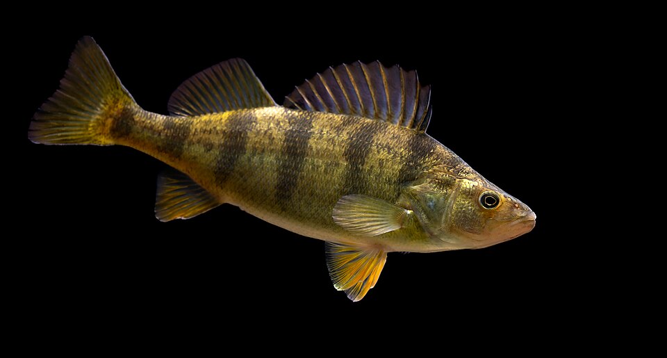 Illustration of a yellow perch.